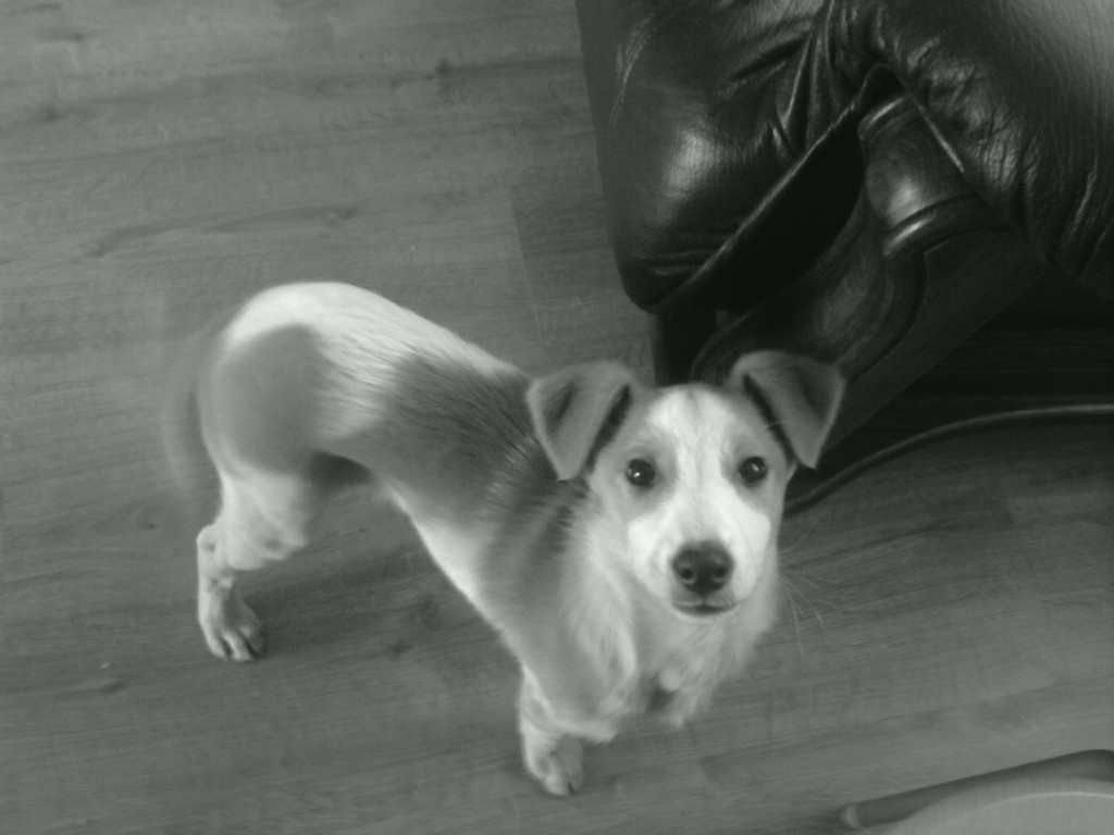 May piesek :)