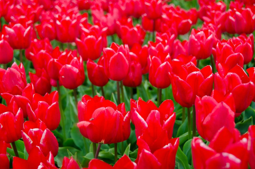 Tulipany 
