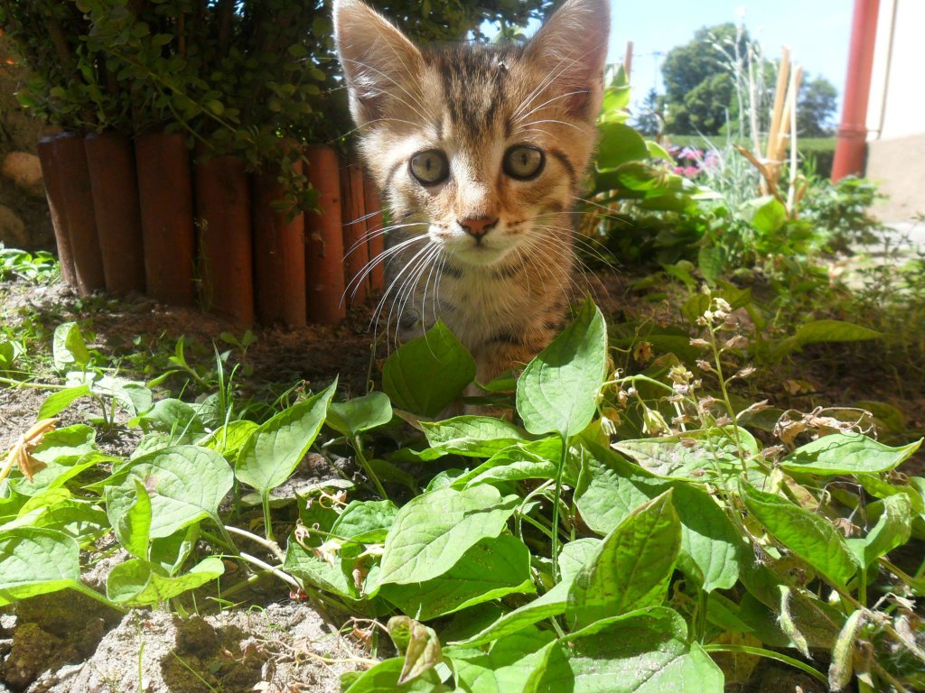 Bruti 