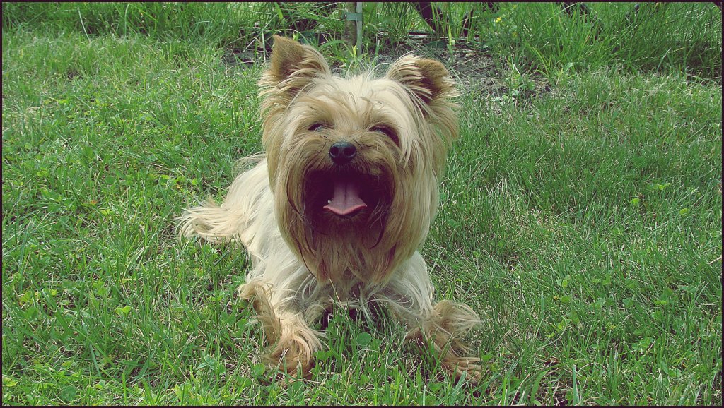 Moli