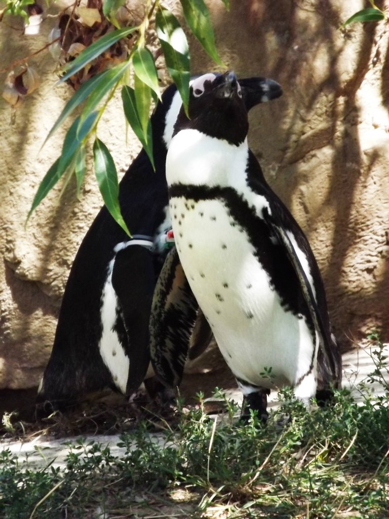 "ZOO w Berlinie-"Pingw