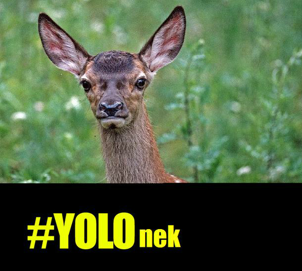 yolonek