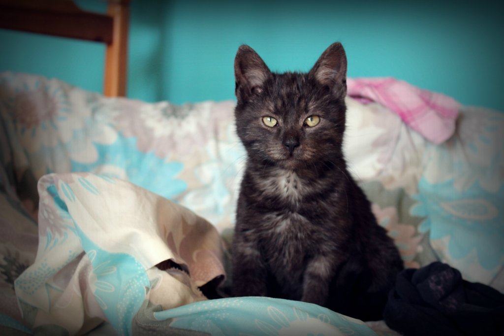 BEACUSE CATS