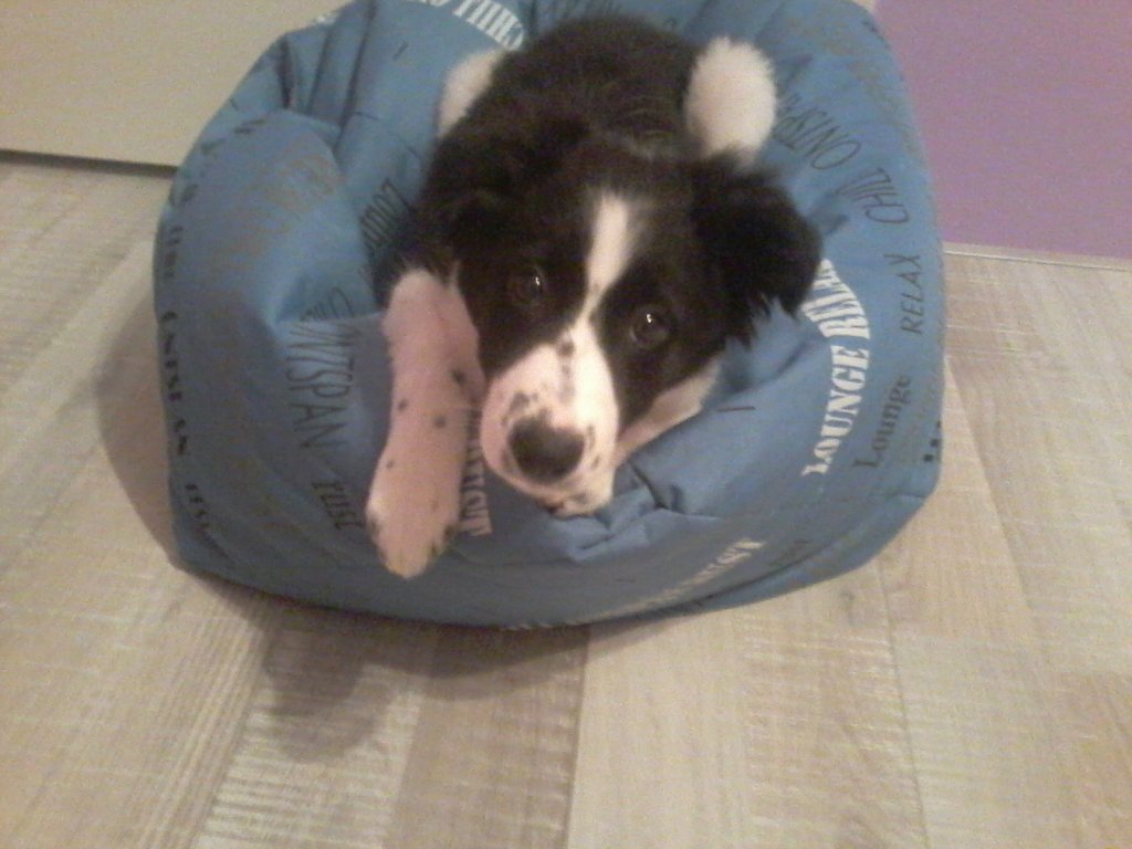 normalnie top model