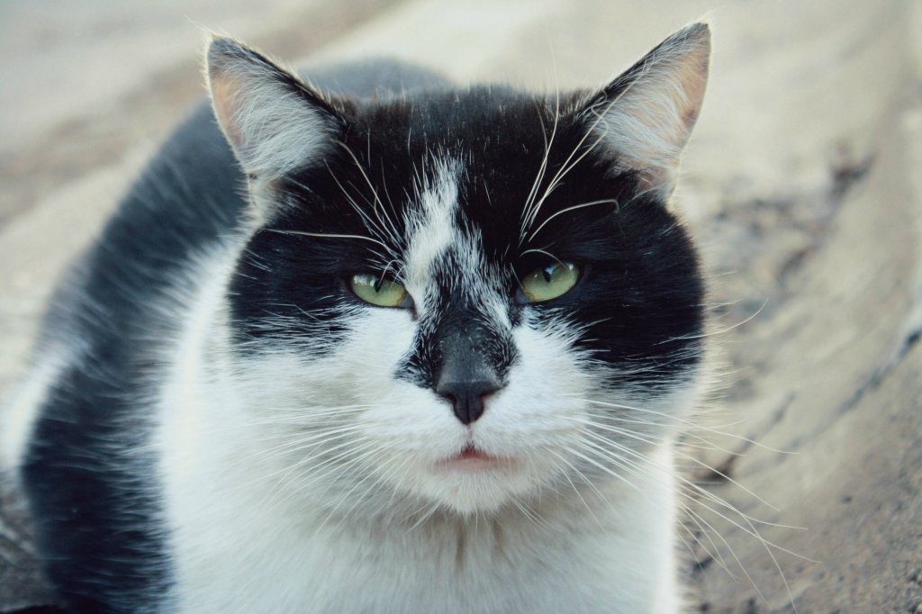 Kote