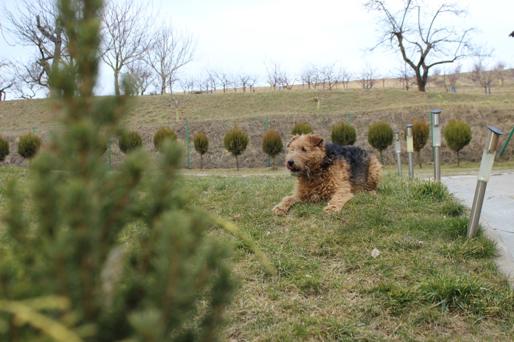Piese :)