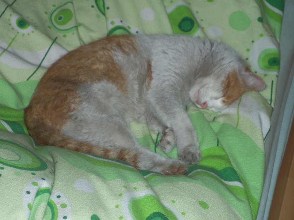 Kotek !