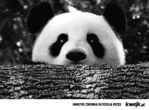 panda