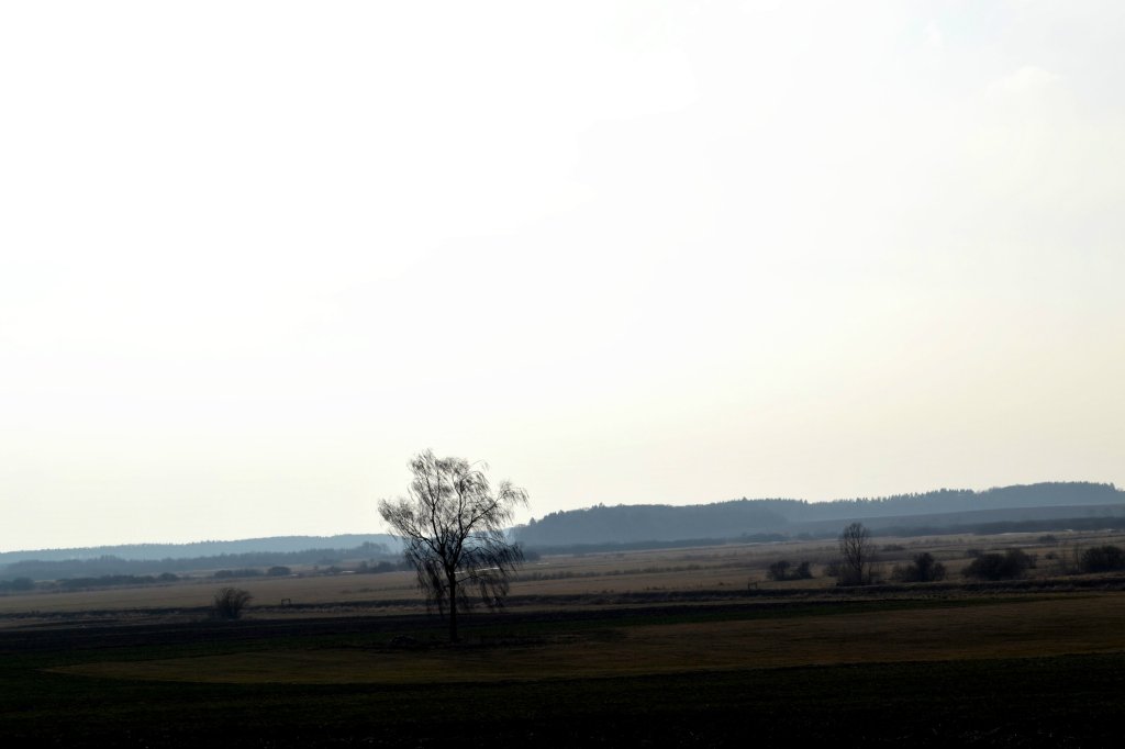 tree