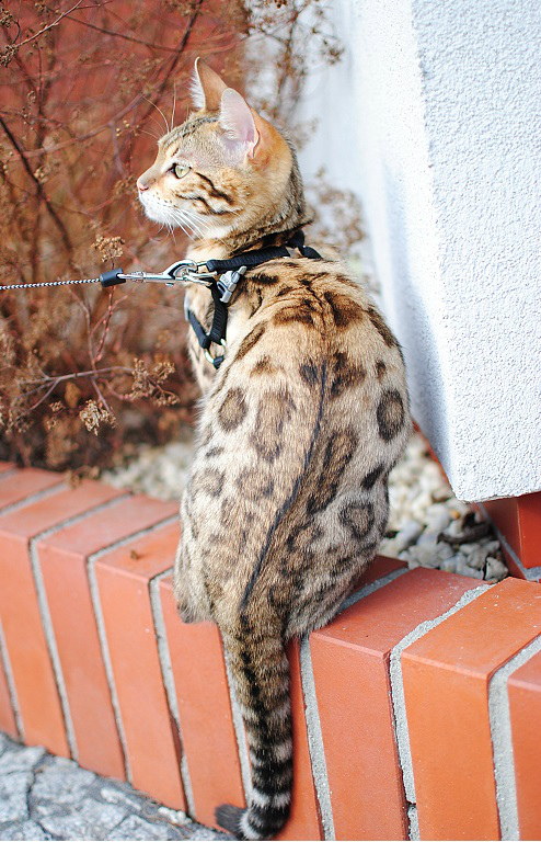 kicia bengalska 