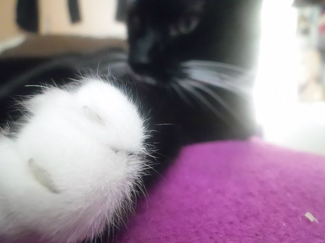 Kote