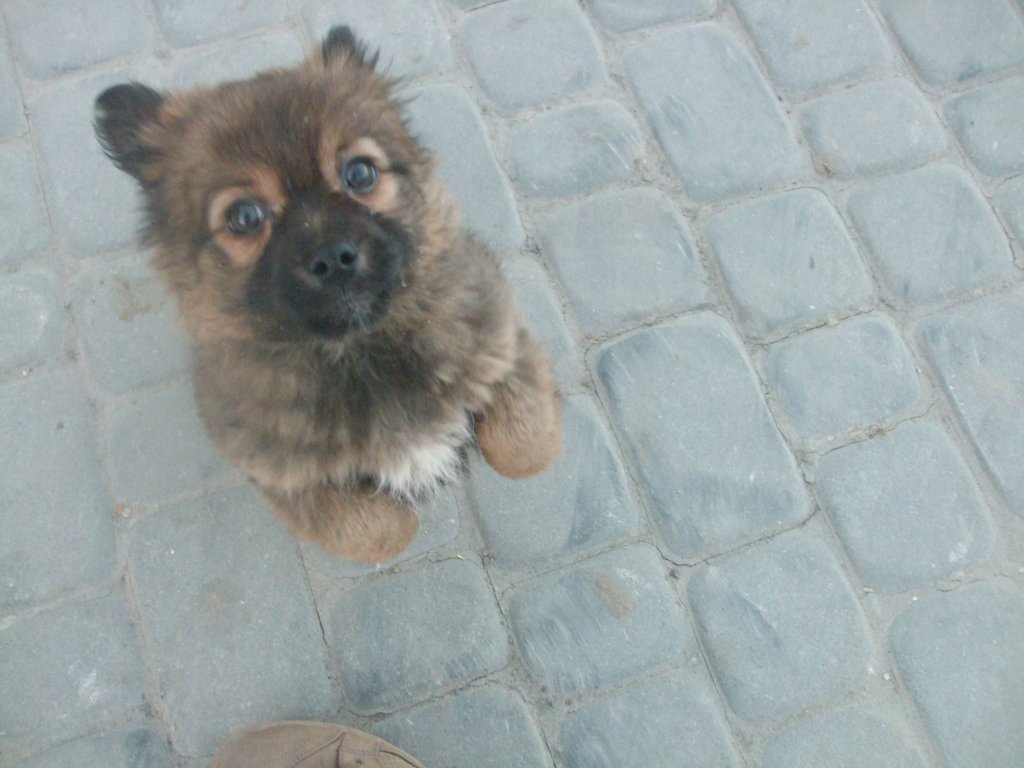 Piese. :)