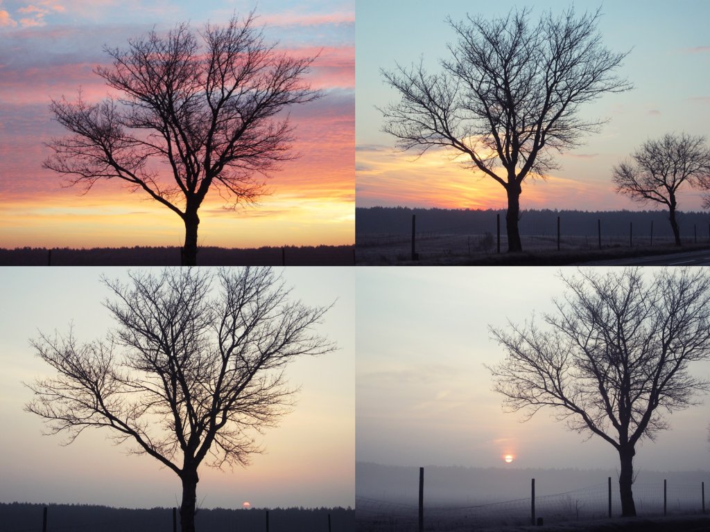 one tree