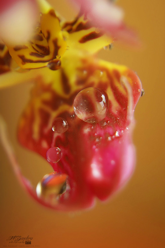 orchidea.