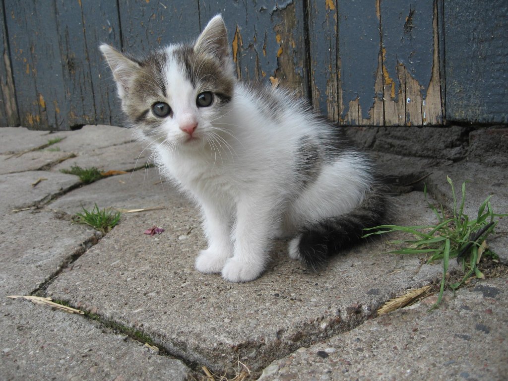kotek