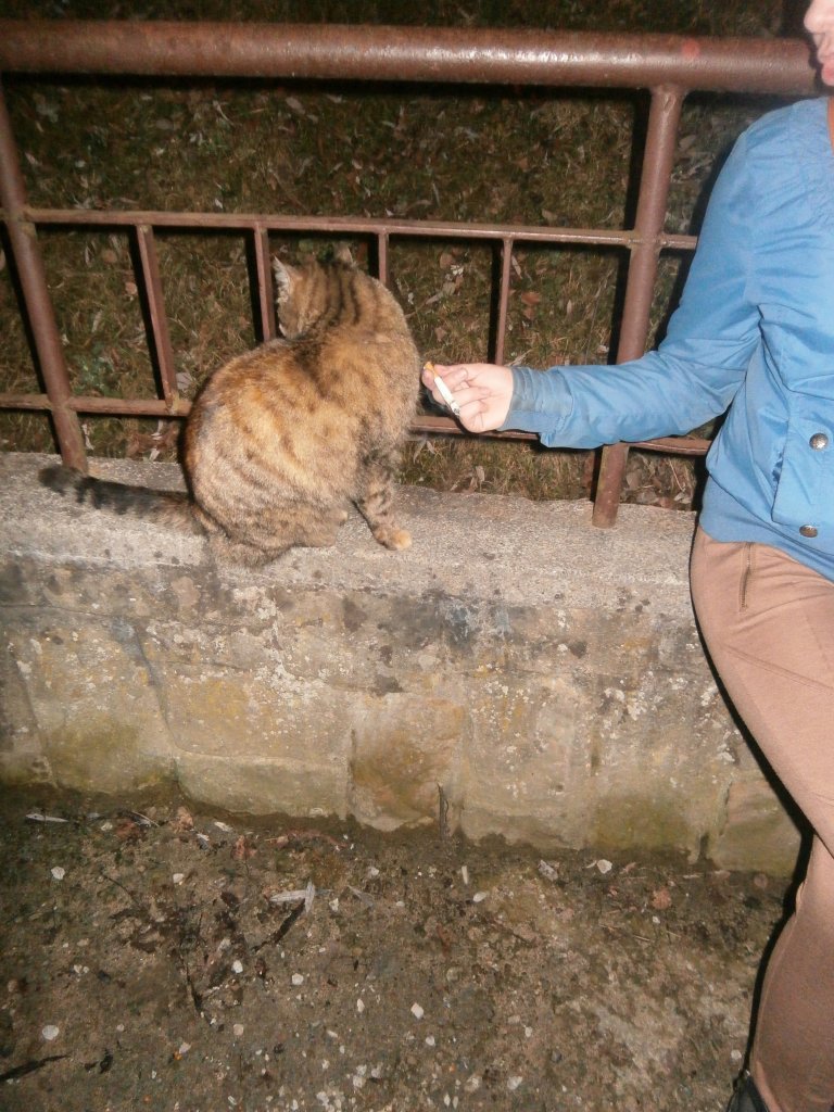 kot nie pali ;O