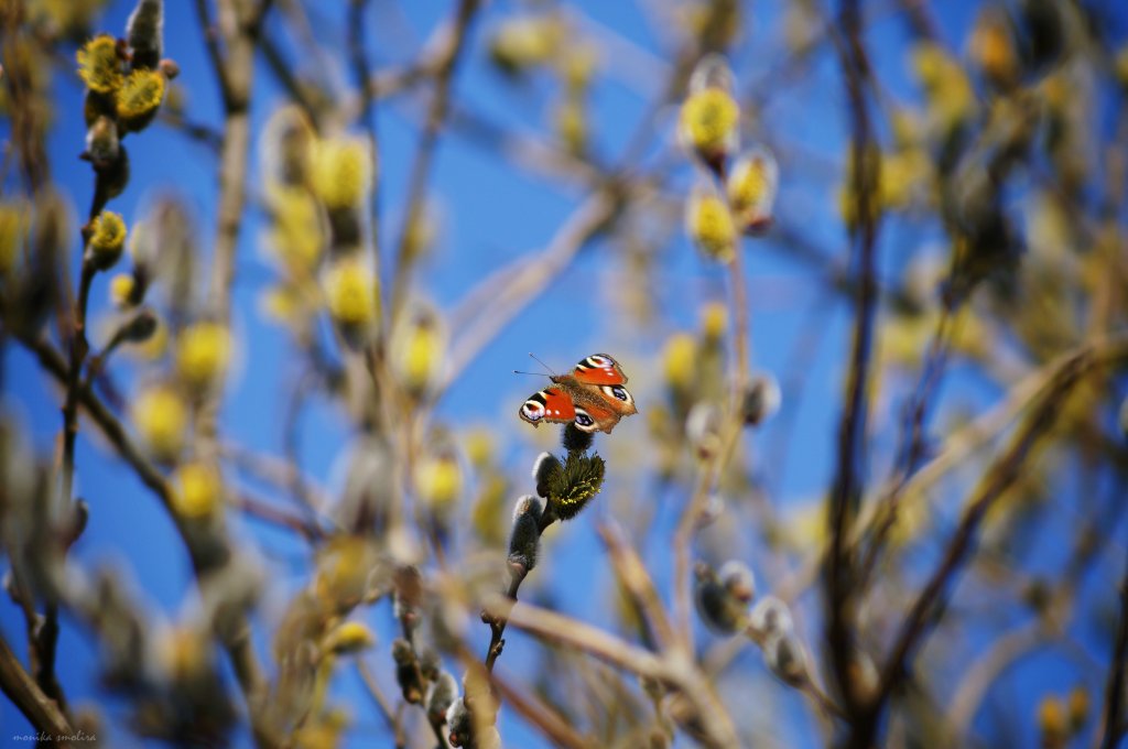 motyl
