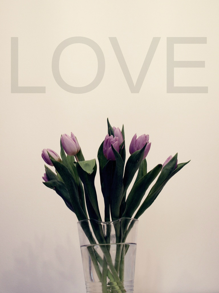 Tulipan[L]ove.