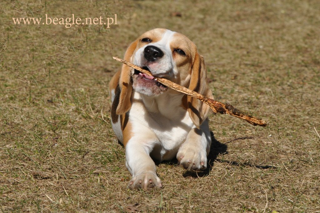 Beagle
