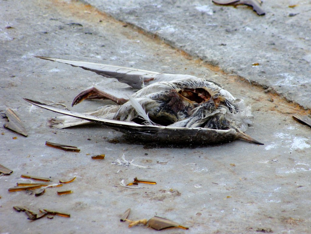 Martwa natura