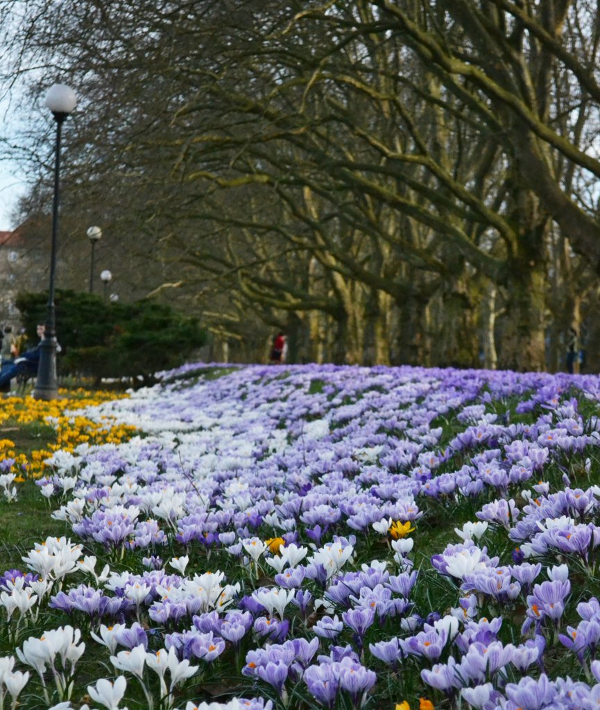 in my field of flowers. 