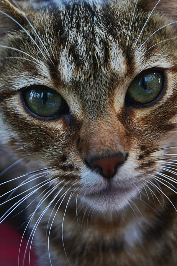 Katze