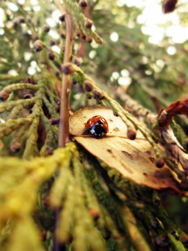 Ladybug.