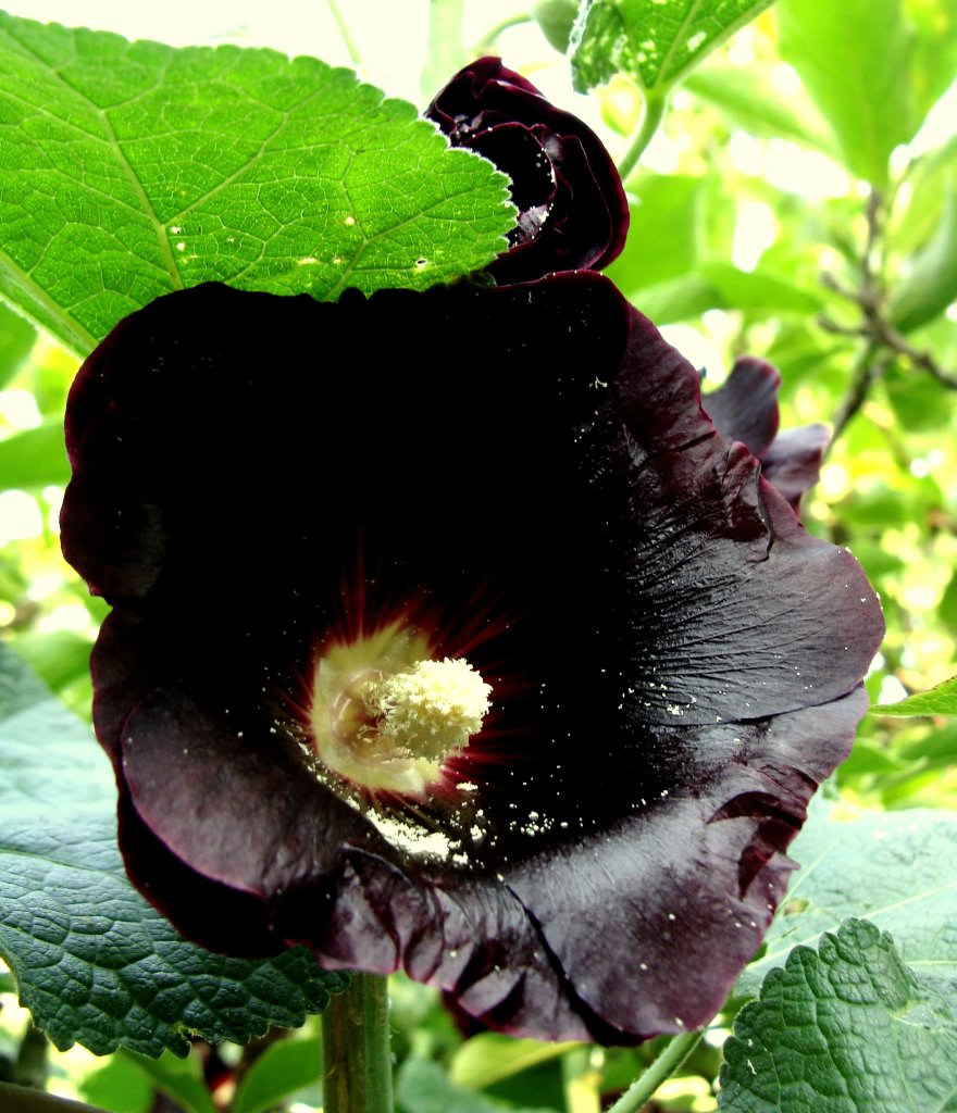 Czarna malwa
