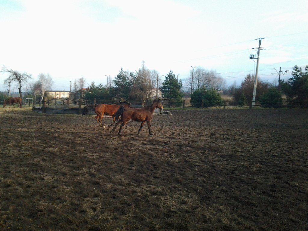 patataj