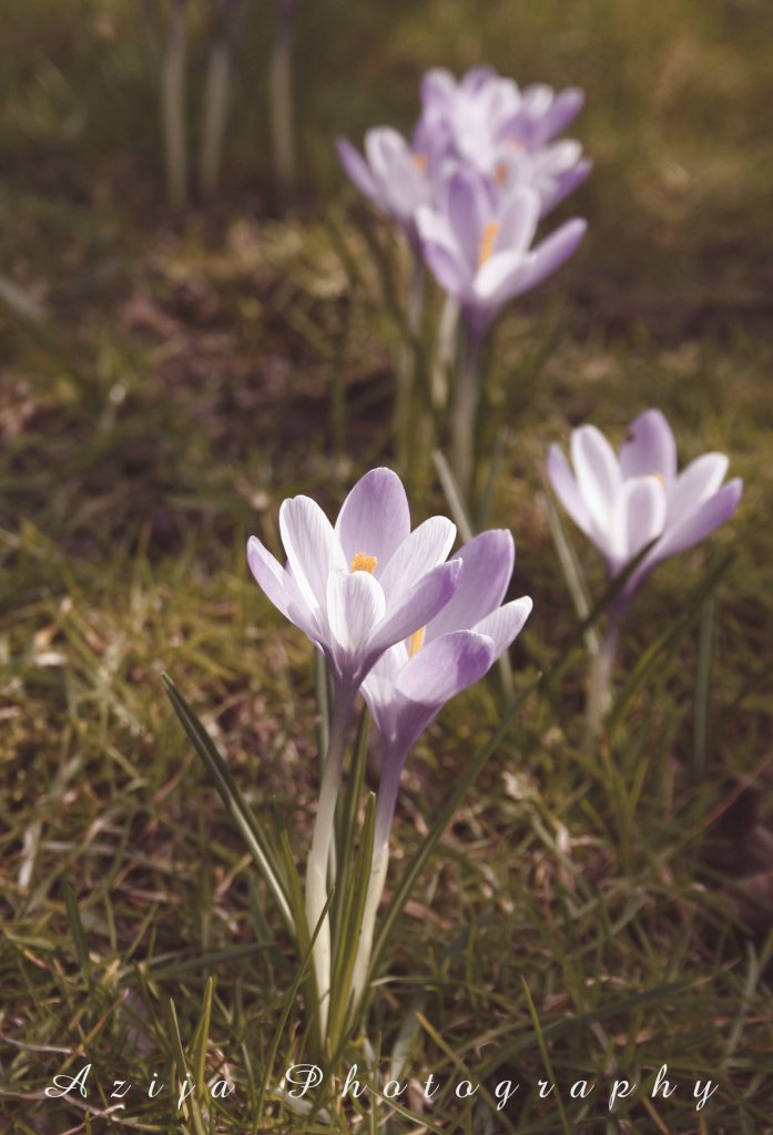Oh ! Hello Spring 