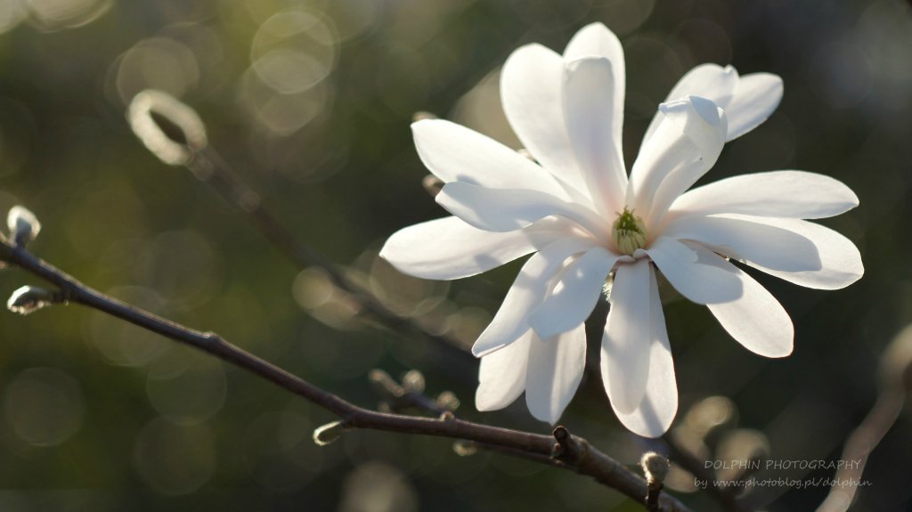 biaa magnolia