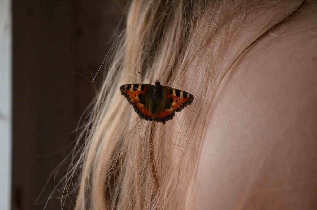 Butterfly