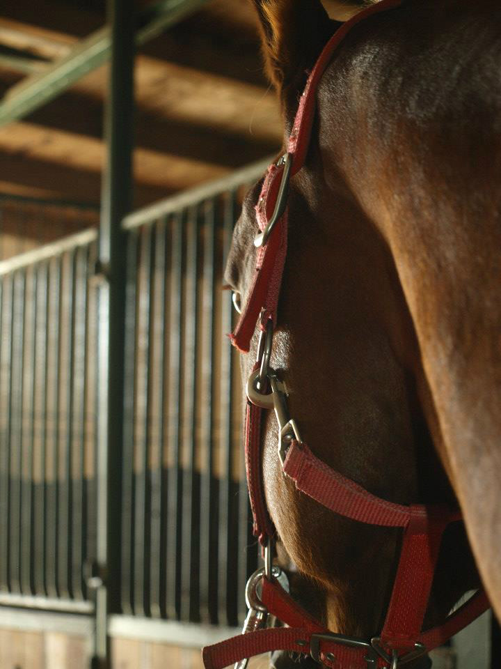 Konik ;)