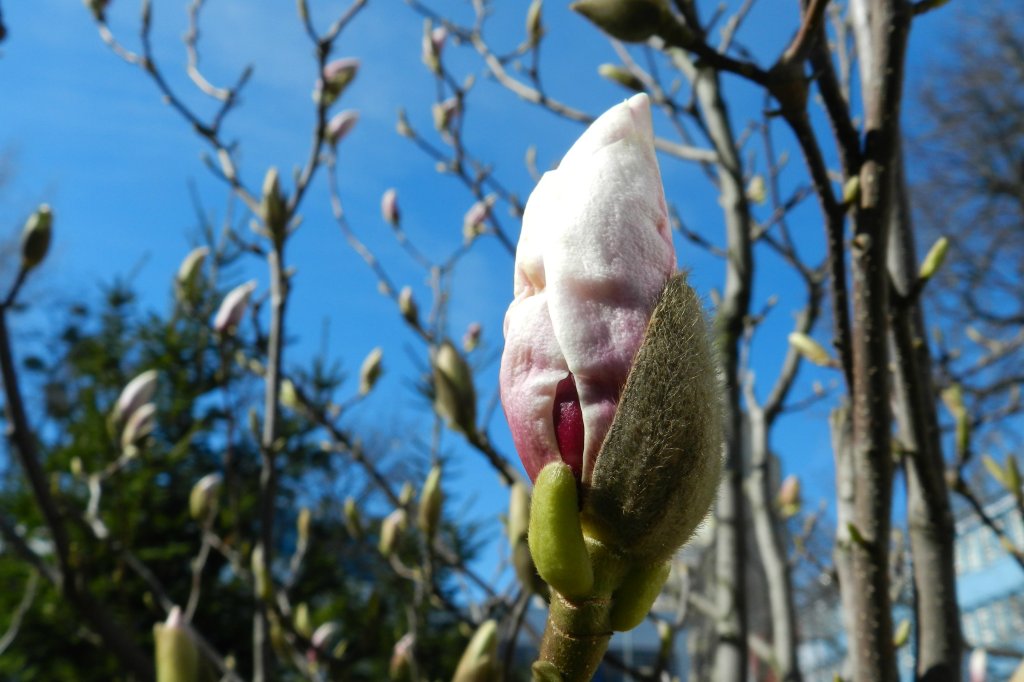 magnolia