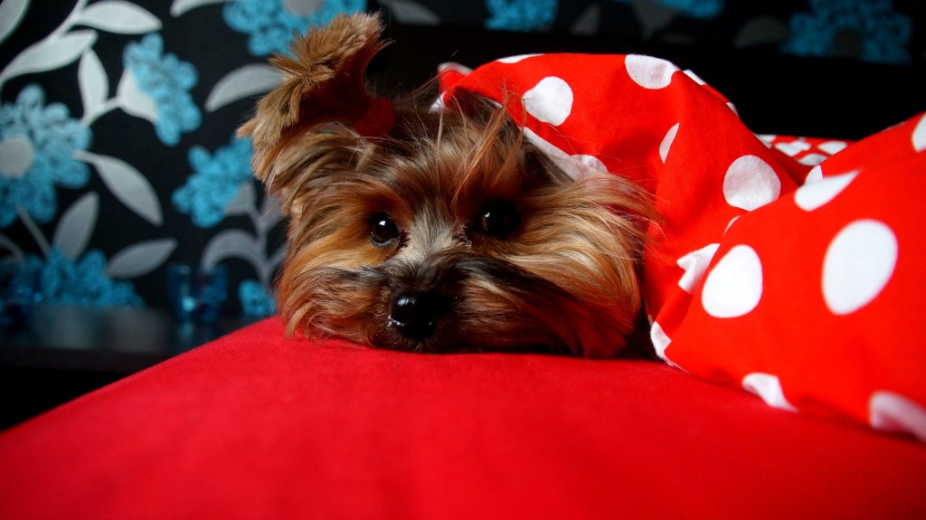 Lucyna.