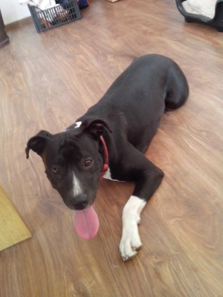 :) Adopcja