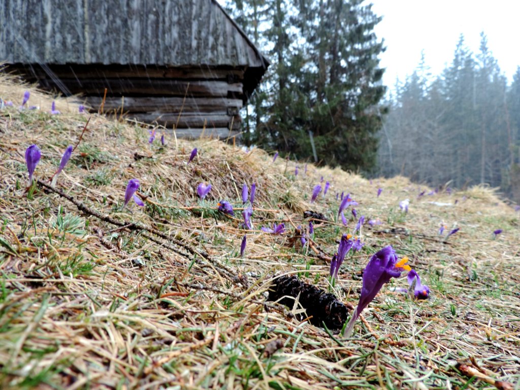 Krokus