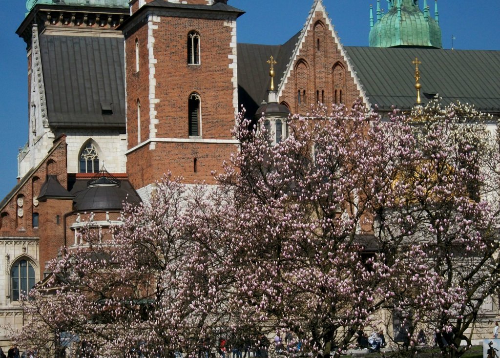 Wawelskie Magnolie