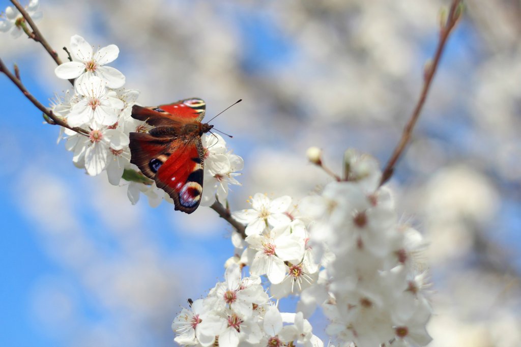 Motyl