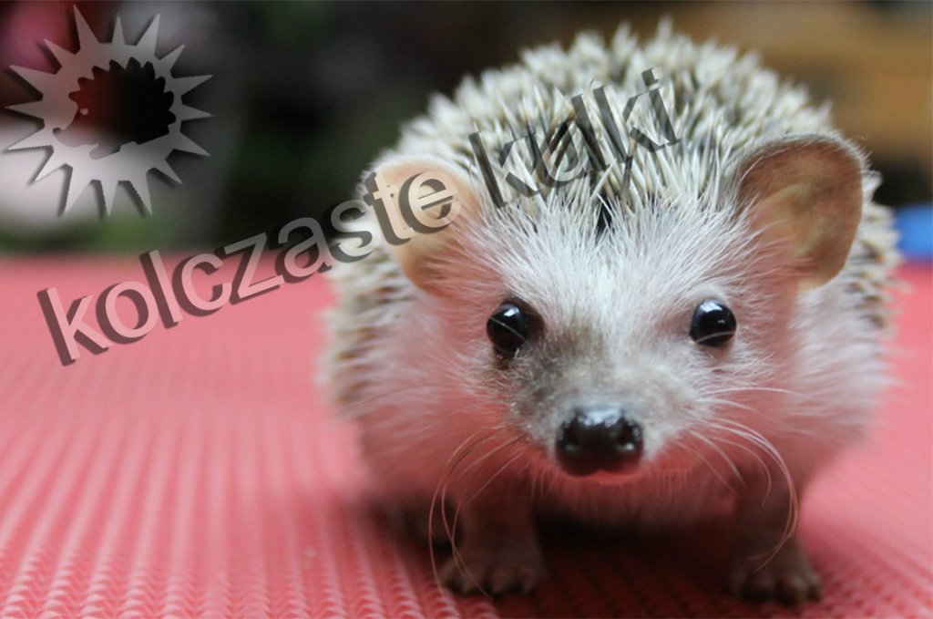 Piksel