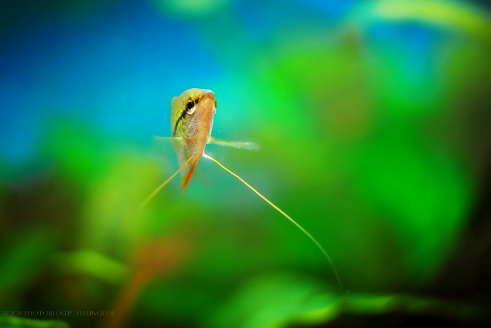 fish. 