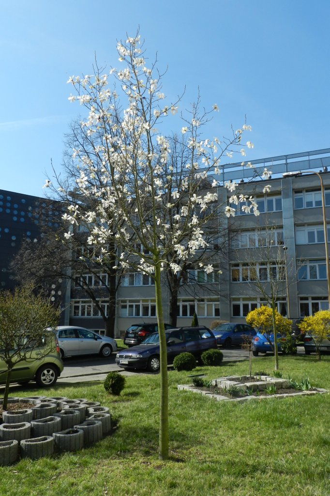 magnolia