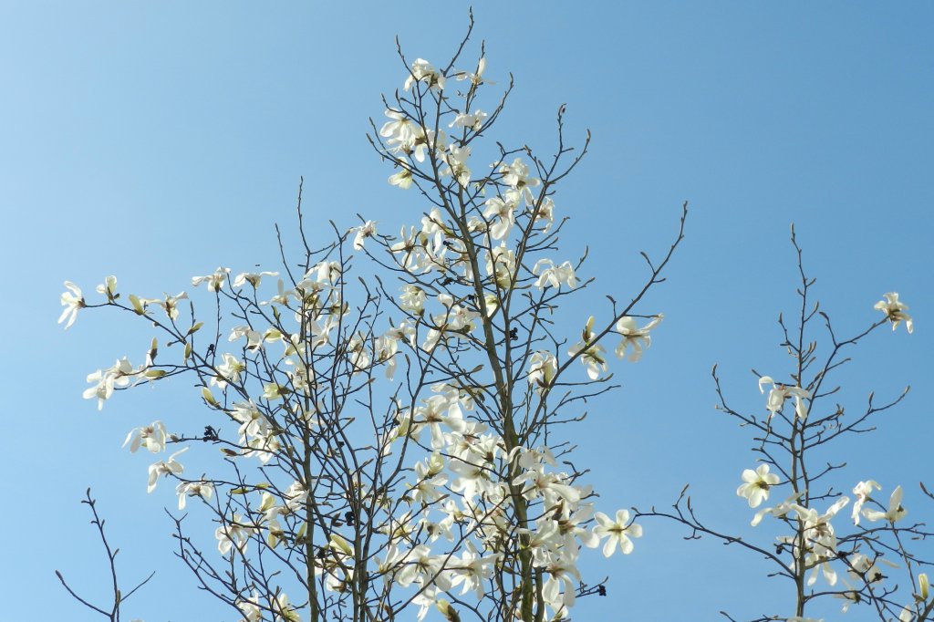 magnolia japoska