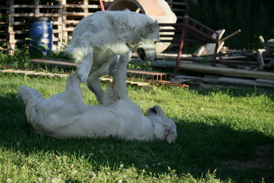 Cookie i Cruzo, lato 2013