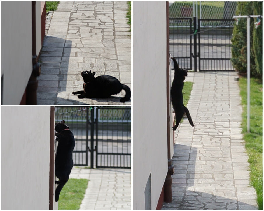latajcy Tosiek ;D