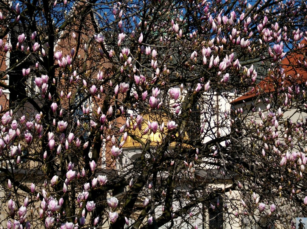 Wawelskie Magnolie