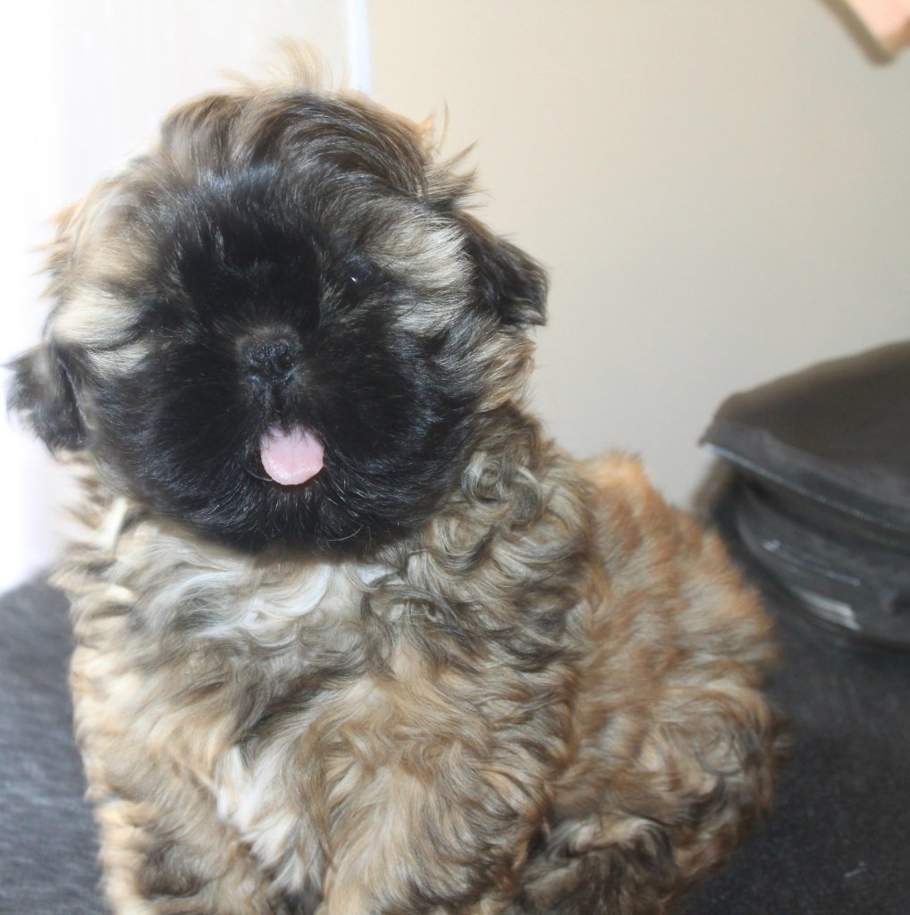 shih  tzu