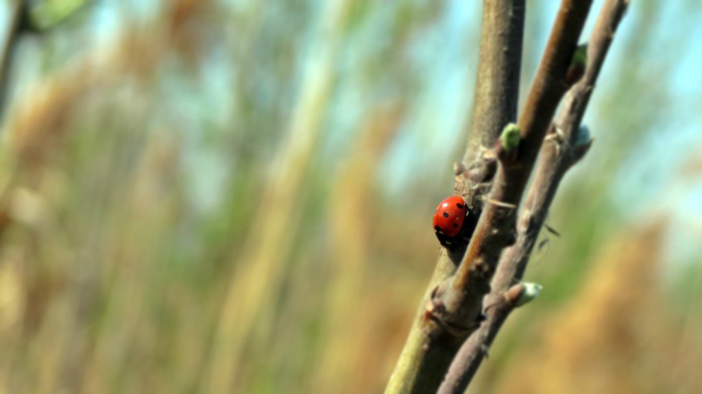 ladybug.