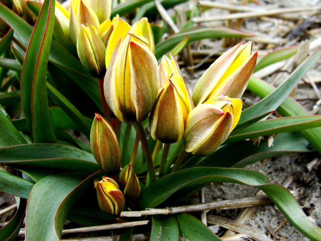 Tulipany miniaturowe