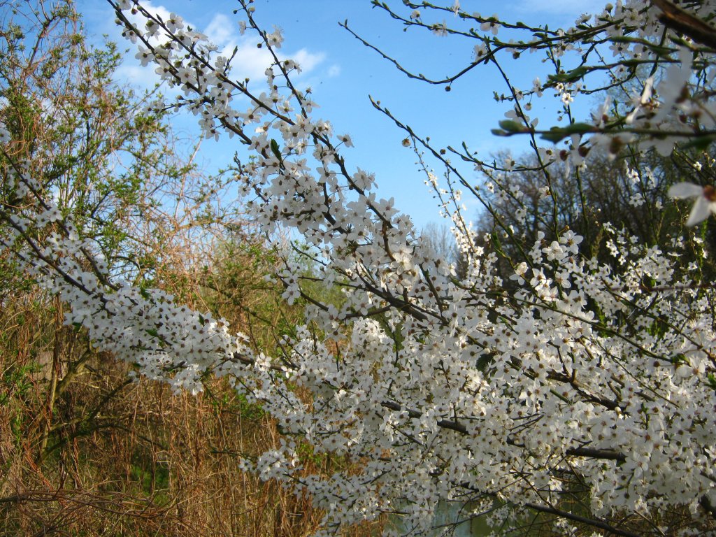 spring &#9829; 